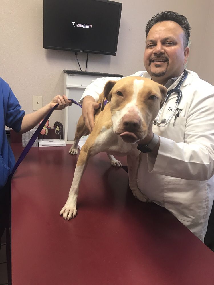 Dr. Raj Dhanota with a patient - Central Valley Veterinary Hospital